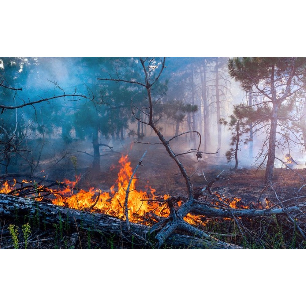 Detección de incendios forestales